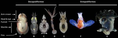 Cephalopod ontogeny and life cycle patterns
